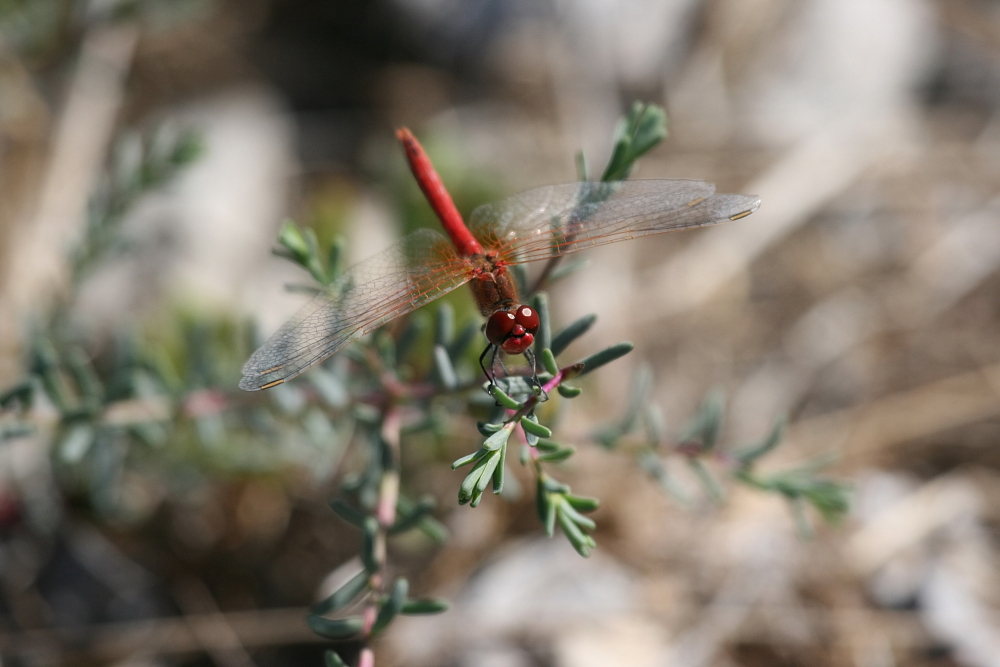 LIBELLULE ROUGE