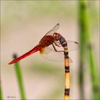 libellule rouge