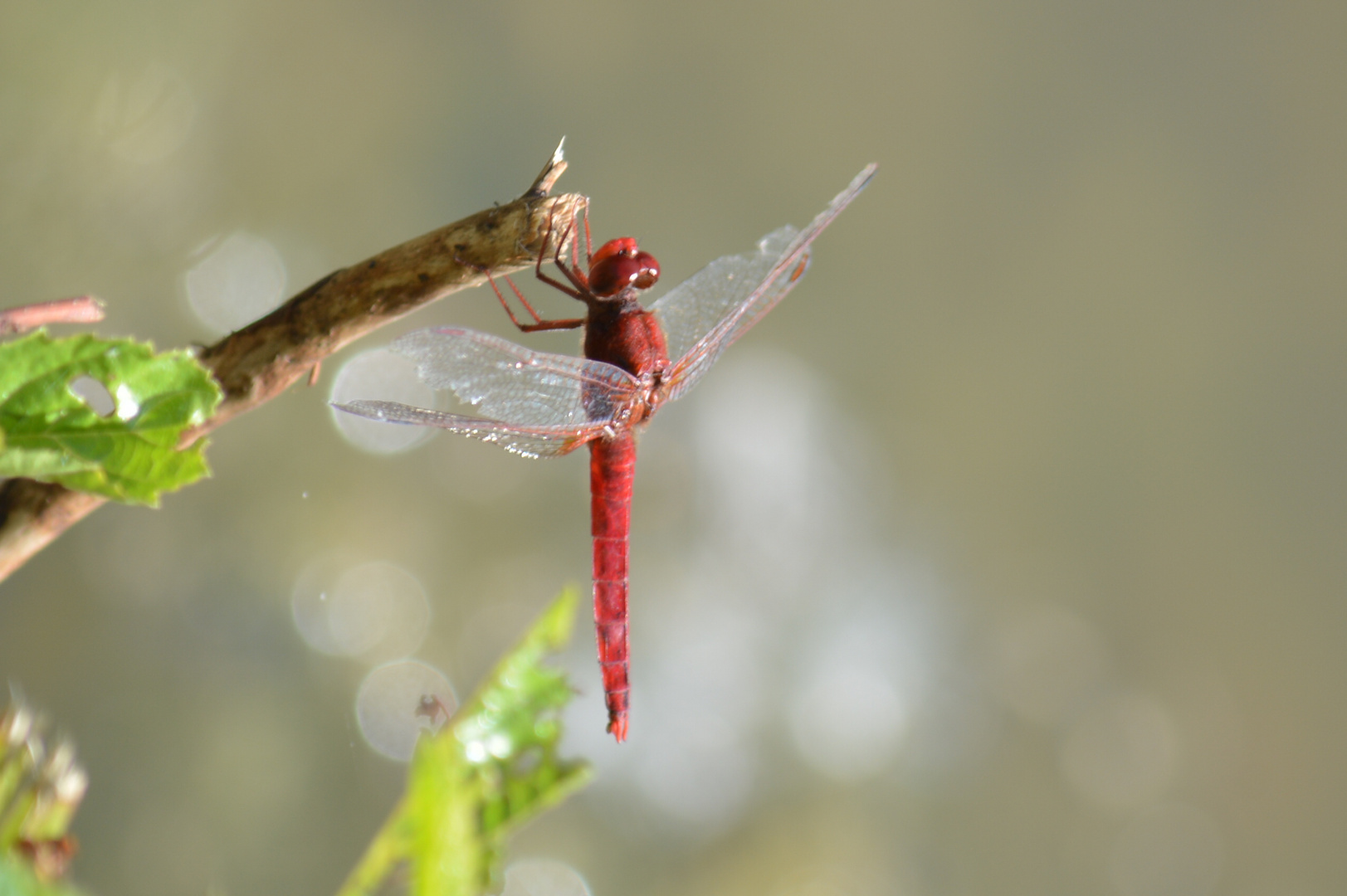 Libellule rouge