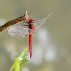 Libellule rouge