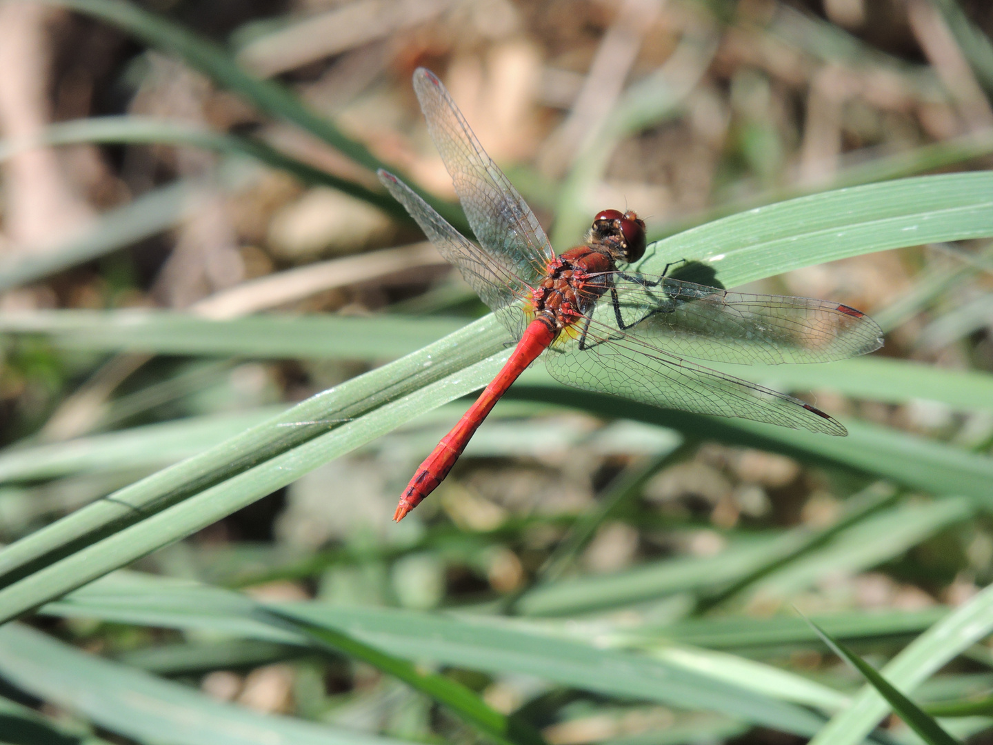 Libellule rouge