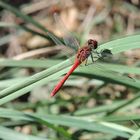 Libellule rouge