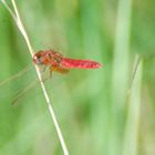 libellule rouge