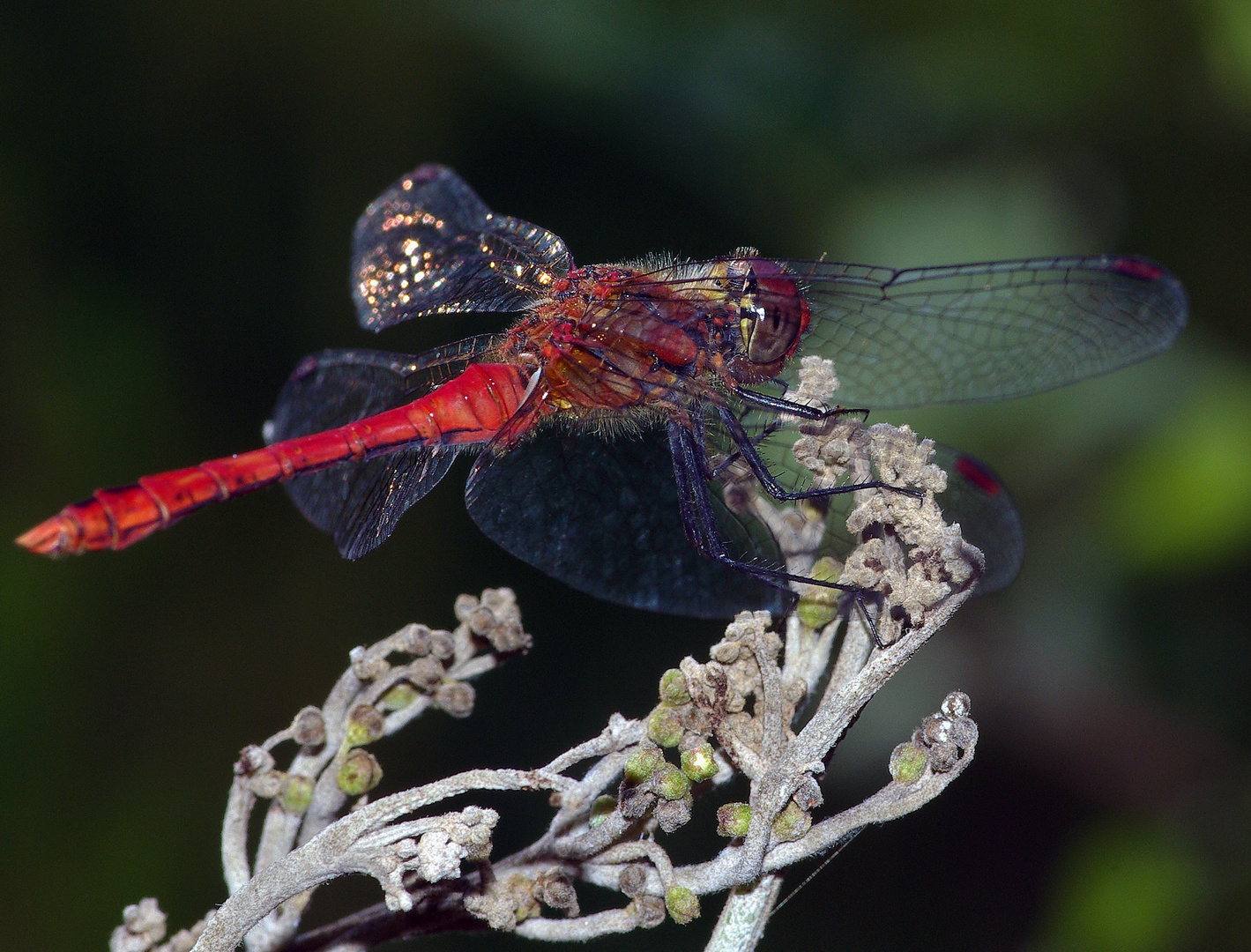 Libellule rouge