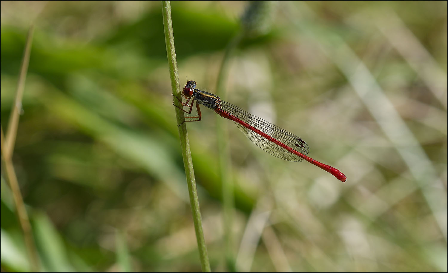 Libellule rouge