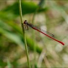 Libellule rouge