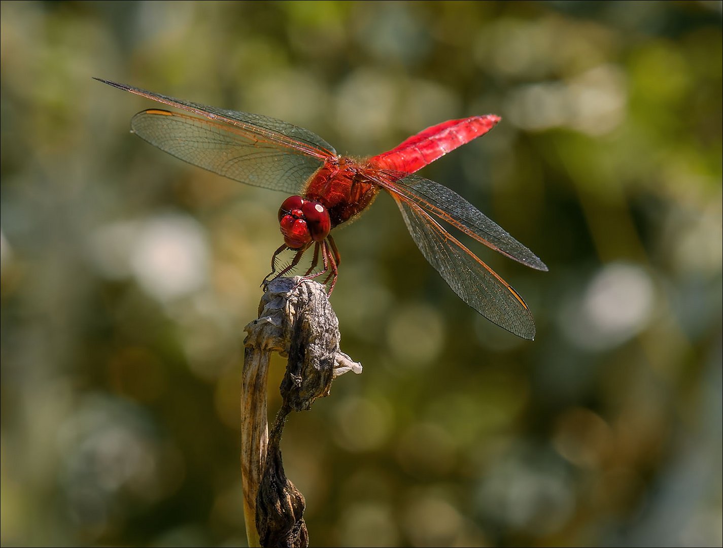 Libellule rouge