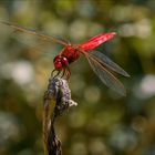 Libellule rouge