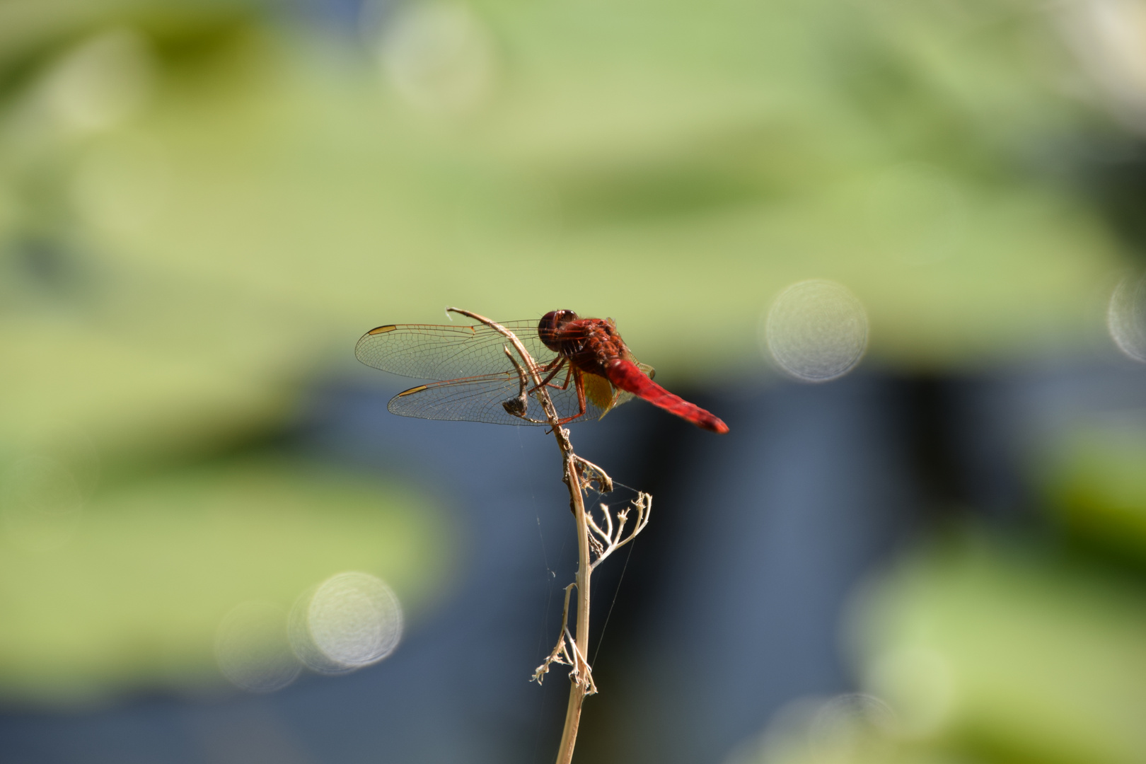 libellule rouge : sympètre rouge sang (sympetrum sanguineum)