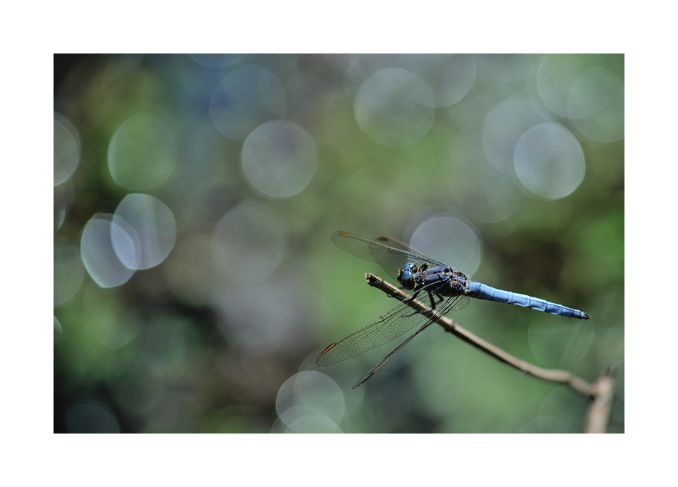 libellule sur beau bokeh