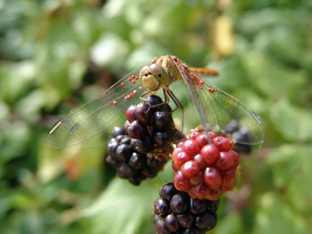 Libellule sur des mûres