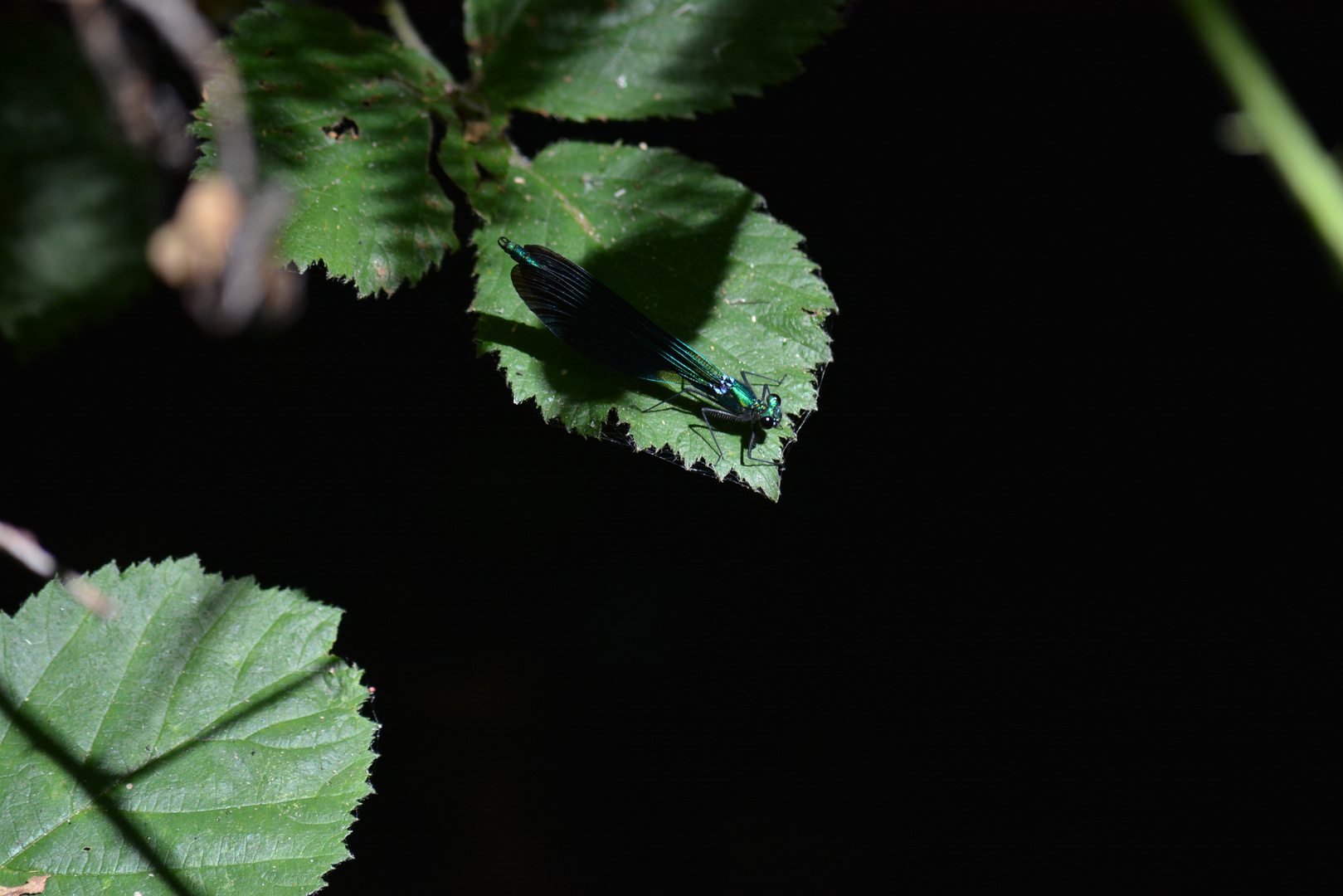 Libellule sur feuille