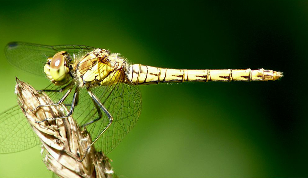 libellule sur graminée