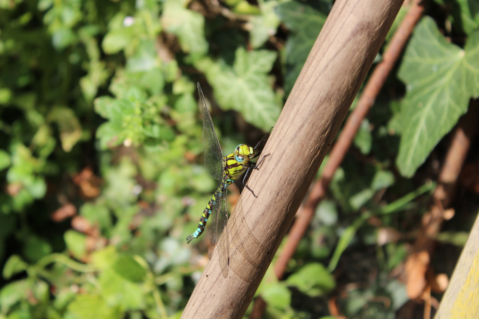 Libellule sur manche rateau