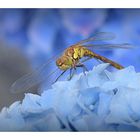 libellule sur une fleur d'ortensia