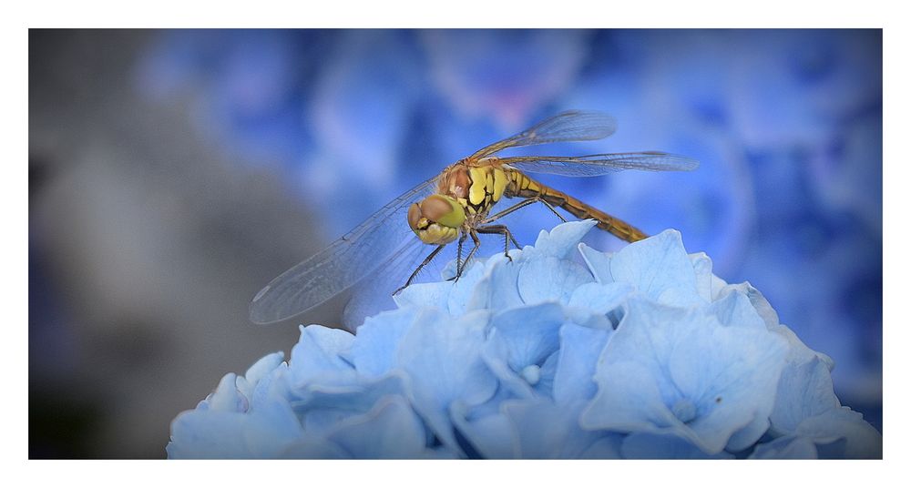 libellule sur une fleur d'ortensia