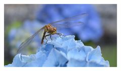 libellule sur une fleur d'ortensia