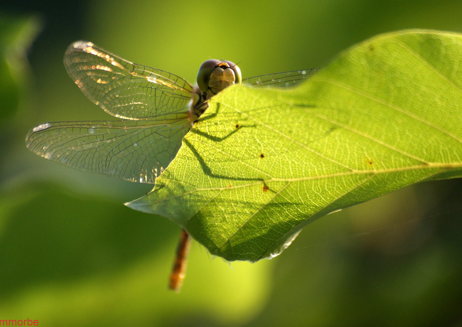 Libellule sur verdure.