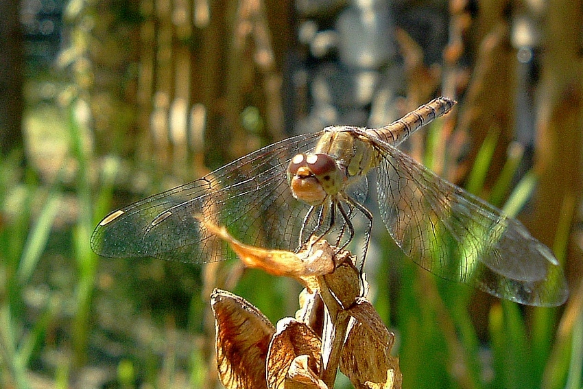 libellule - sympetre strie femelle