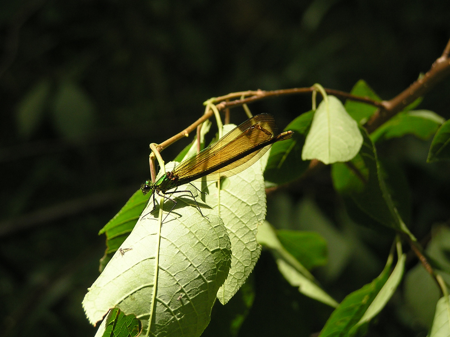 libellules