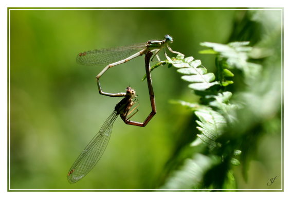 LIBELLULES AMOUREUSES