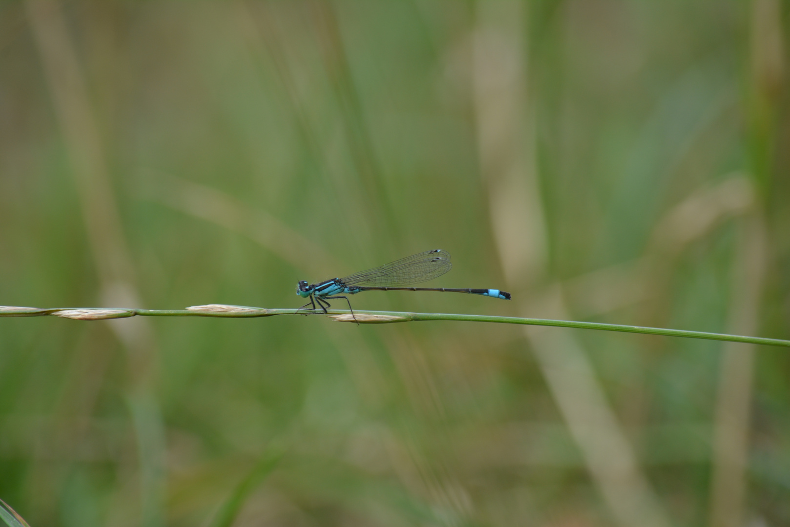 Libellules au repos