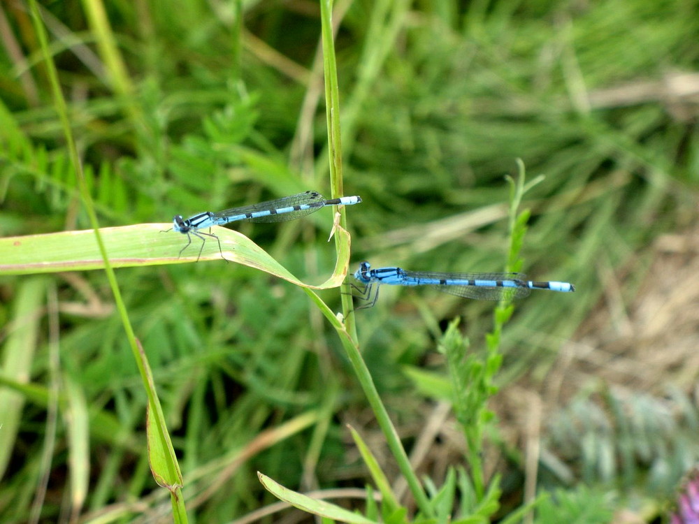 Libellules bleues