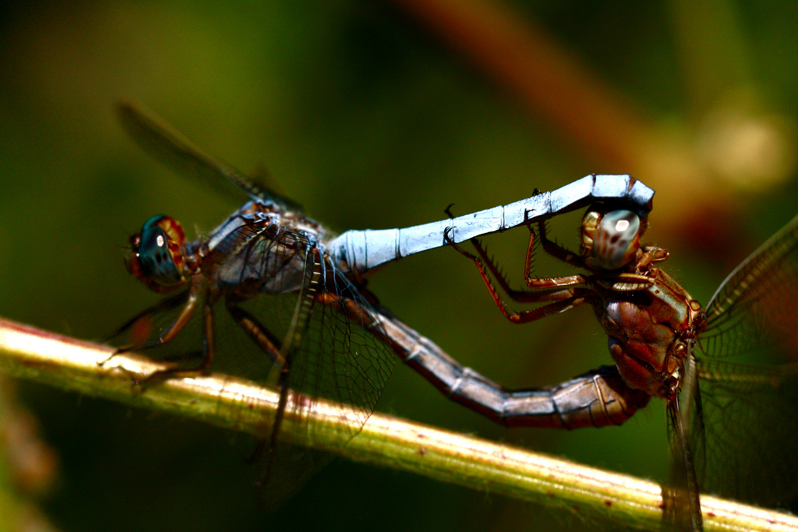 Libellules coquines