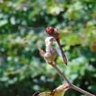 Libellules rouge