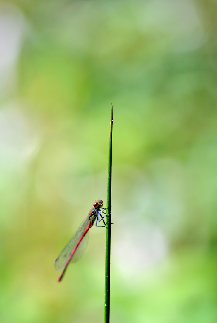 libellules rouge