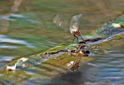 Libellulidae des mares