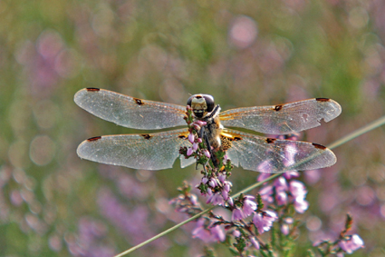 Libellulidae des Tourbières