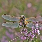 Libellulidae des Tourbières