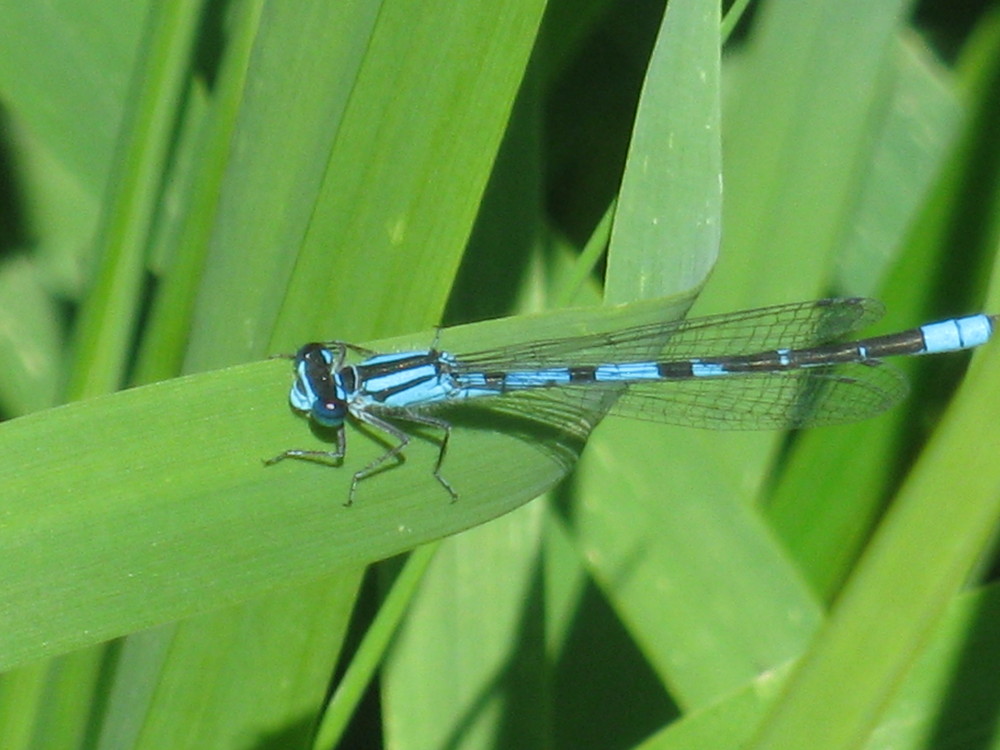 Libellulle sur le bord du Fleuve St-Laurent