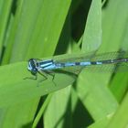 Libellulle sur le bord du Fleuve St-Laurent