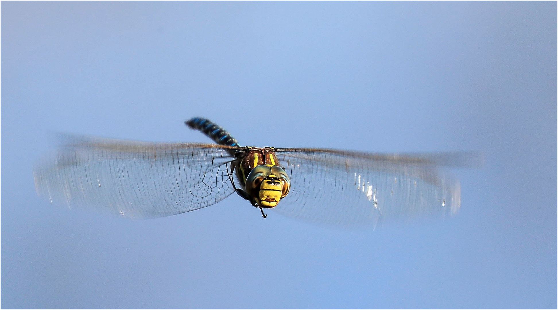 " Libellus frontalis " auch Torf-Mosaikjungfer(Aeshna juncea) genannt  .....