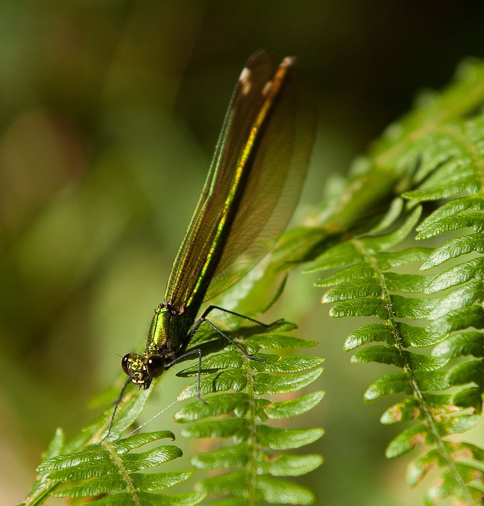 Libélula al sol