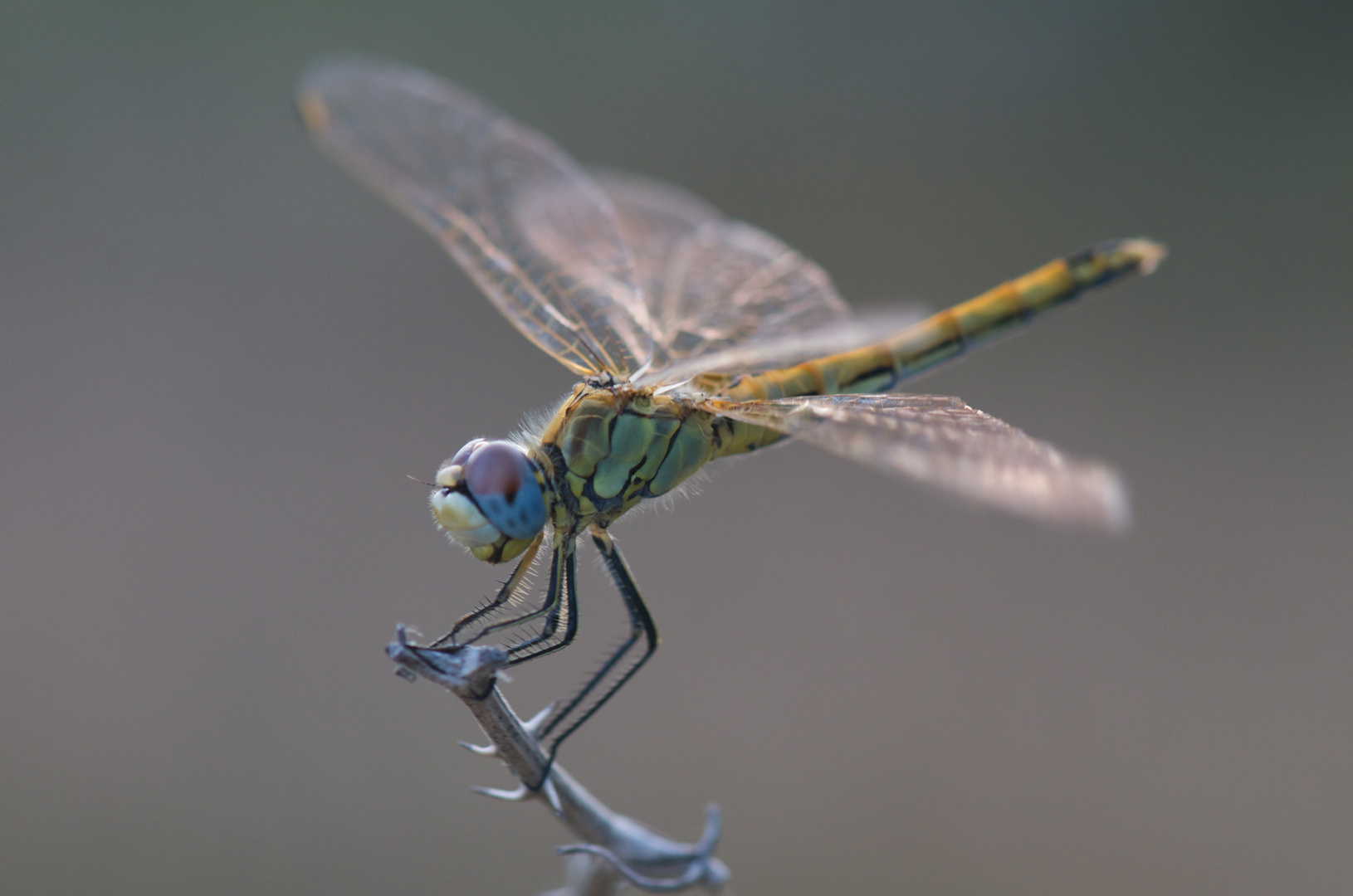 Libelula azul