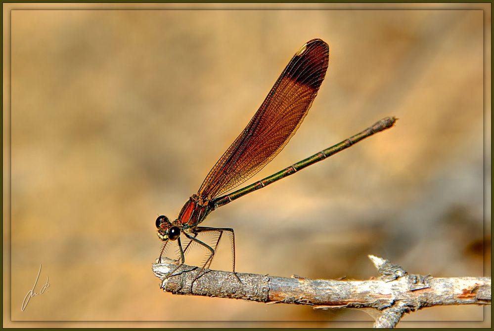 Libelula en el Río Gévora .