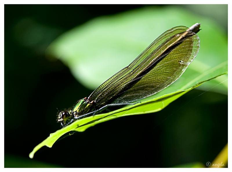 Libelula I (otra calopterys)