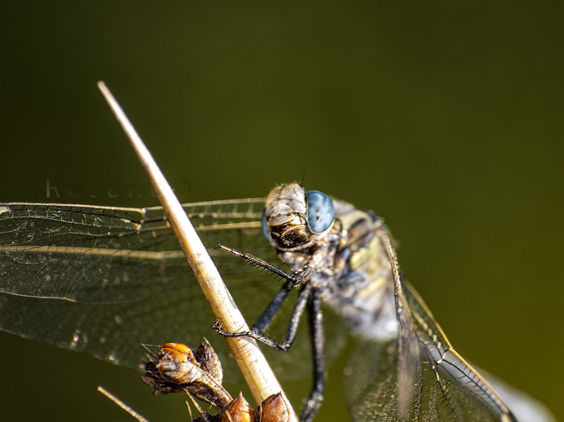 Libélula II