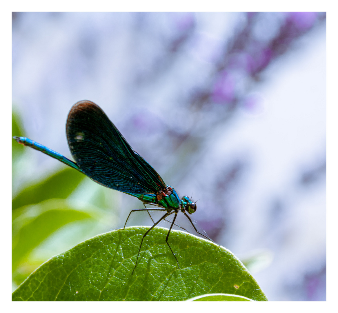 Libélula/ Libelle