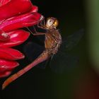 Libélula posando