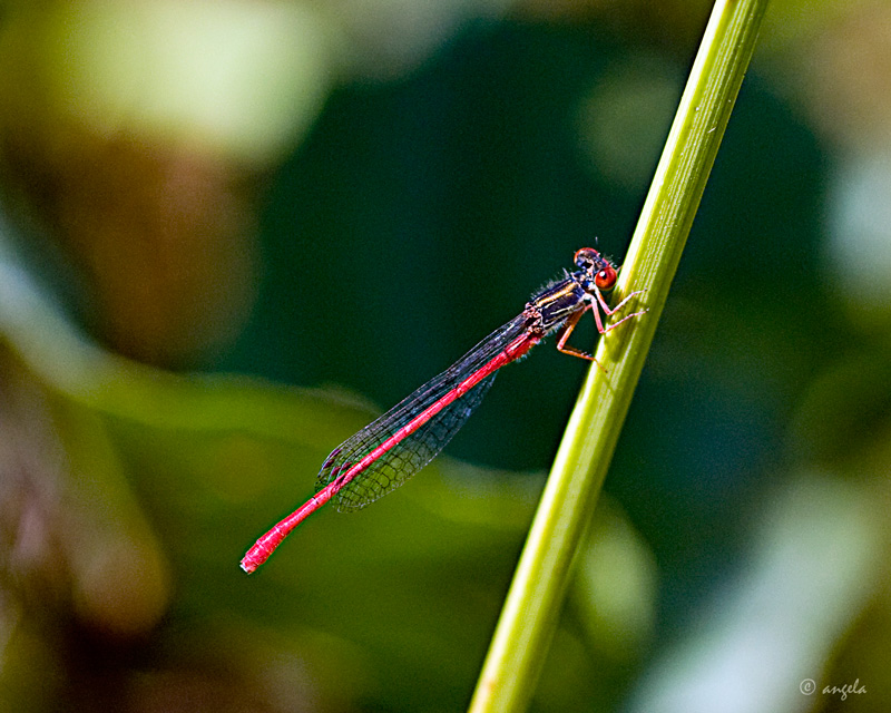 Libelula (pyrrosome nymphula)