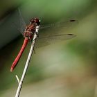 Libélula roja