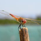 Libélula roja 2