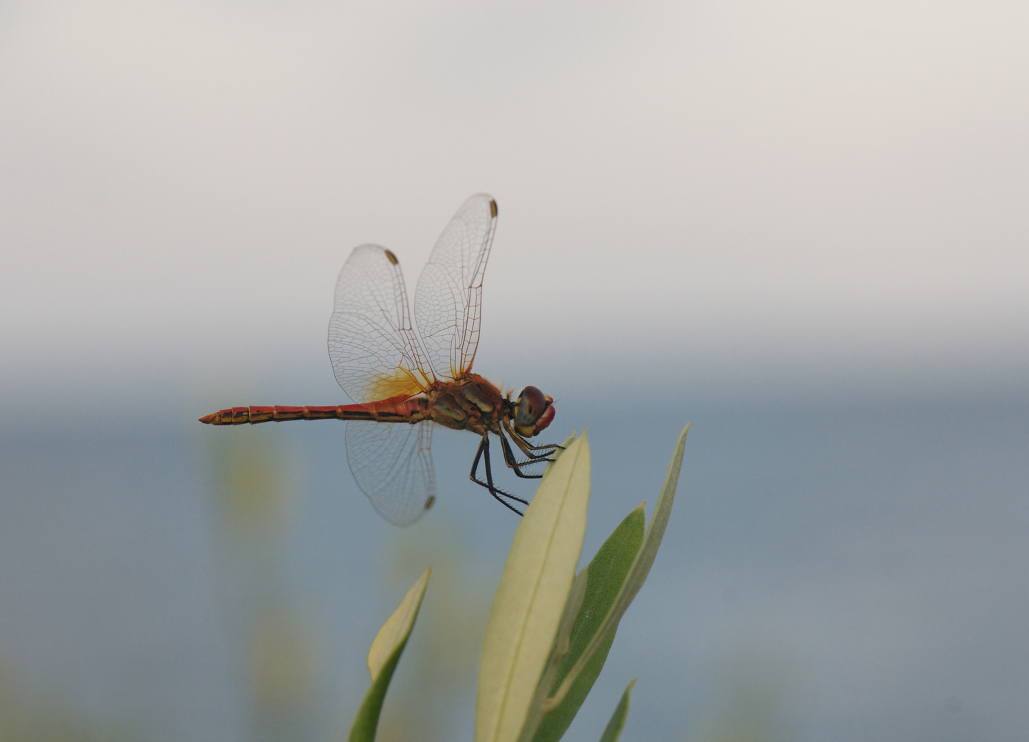 Libelula roja