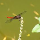 Libélula Roja de la Región Cafetera que habita en lagos