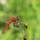 Libélula roja (Sympetrum sanguineum)