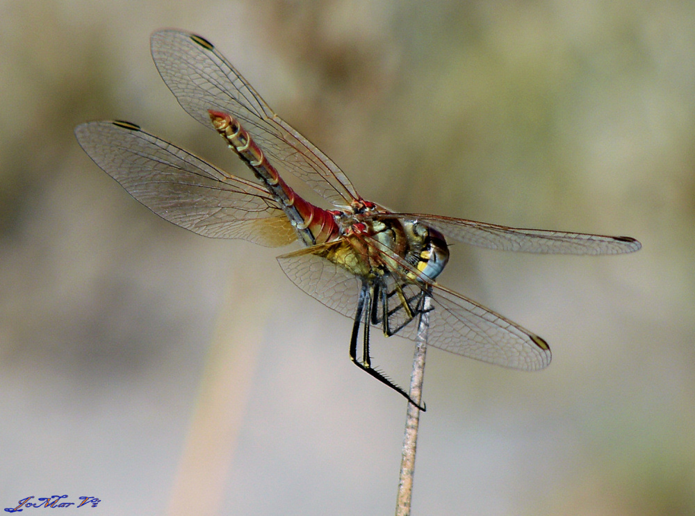 Libélula Sympetrum foscolombii macho con las vestiduras del celo.-